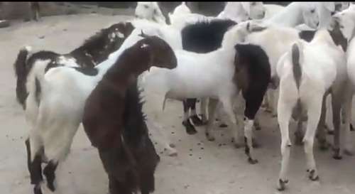 Sojat Goat