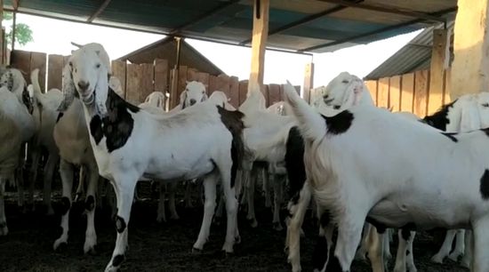 Sojat Goat — photo 4