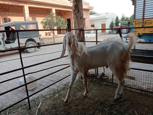 Sojat male goat 