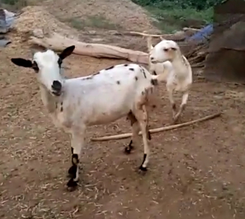 Barbari Goat — photo 2