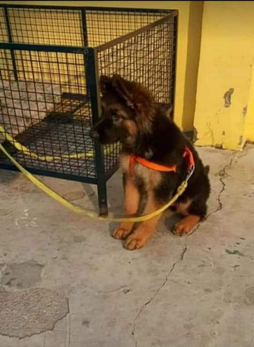 German shepherd
