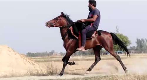 Pure Sindhi Horse — photo 2