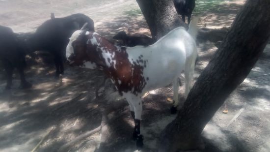 Panjabi goat — photo 3