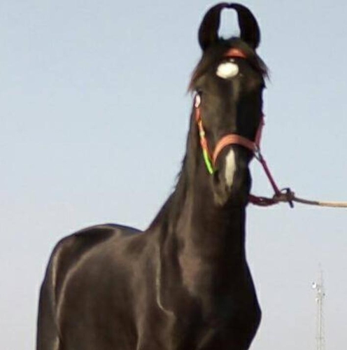 Black horse