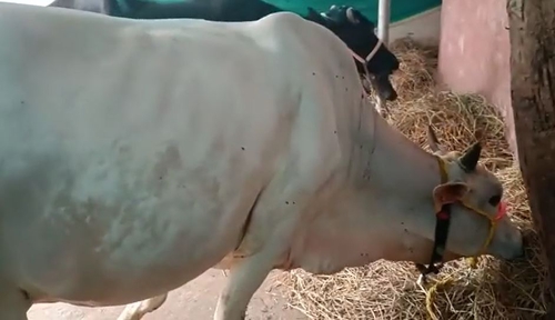 Cow — photo 2