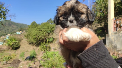 Lhasa apso Puppy — photo 2
