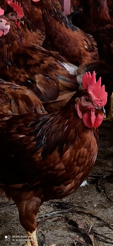 Hen — Hen, Rajasthan, India