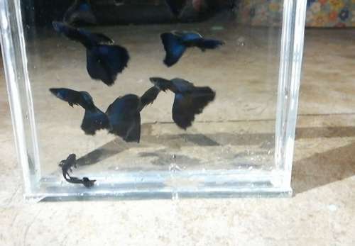 Guppy electric blue Fish — photo 2