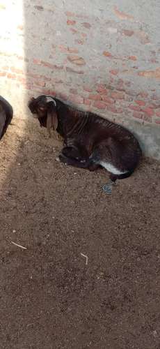 Totapuri Goat — photo 6