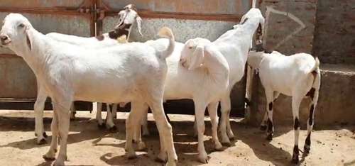 Sojat Male Goat — photo 3