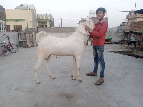 Sojat top quality