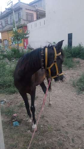 Marwadi  Female Horse — photo 3