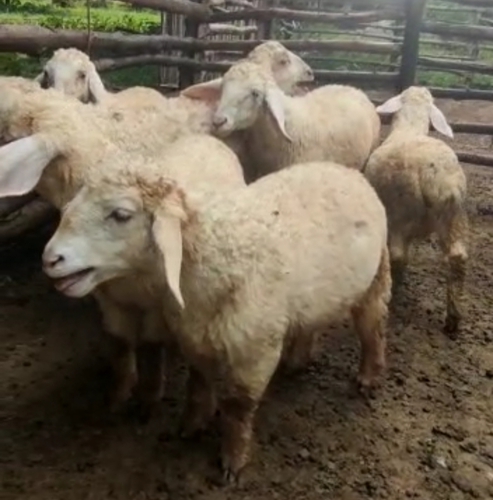 Kergawal Sheep — photo 2