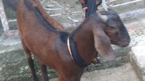 Desi Cross breed — photo 6
