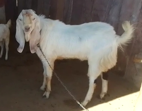 Jamunapuri Goat — photo 3