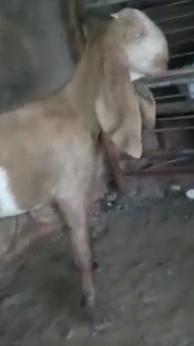 Haidrabadi Goat — photo 2
