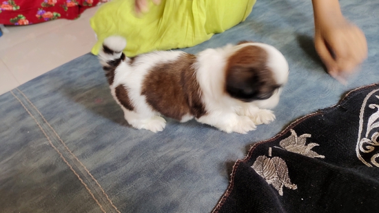 Shihtzu — photo 4