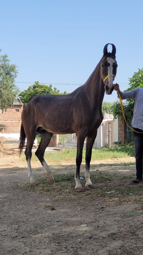 Marwari Mare — photo 2