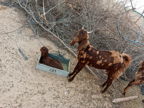 Beetal Goat — photo 2