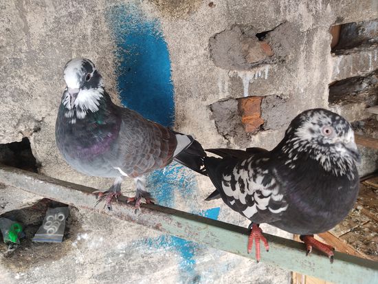White piegeons — photo 6