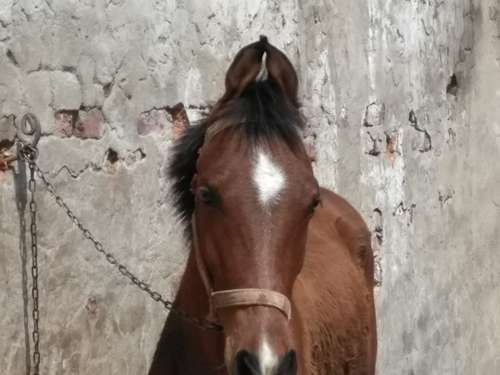 Bachera horse panchkalyaan — photo 2