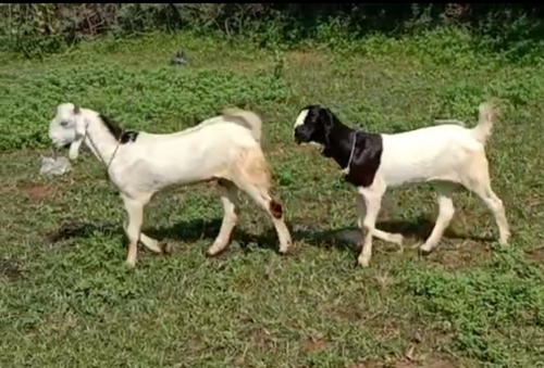 Kota Goat — photo 3