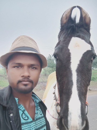 Marwari Horse — photo 4