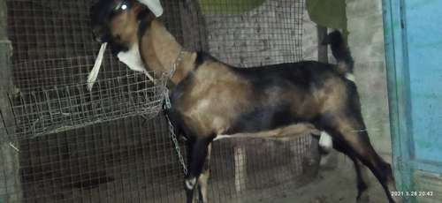 Kota goat male — photo 2