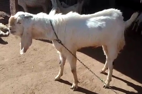 Jamunapuri Goat — photo 5