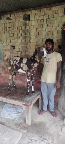 Gujri cross  Goat