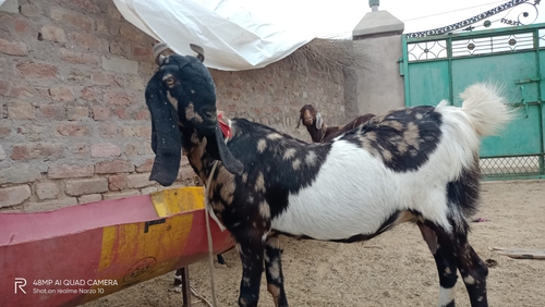 Kamori Goat — photo 3