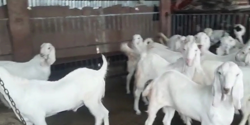 Sojat Goat — photo 2