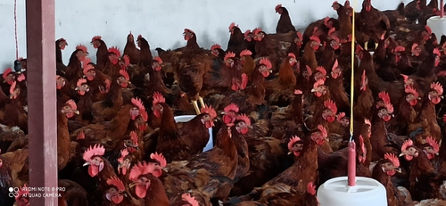Hen — photo 3