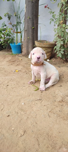 Pitbull