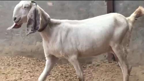 Sojat Goat — photo 5