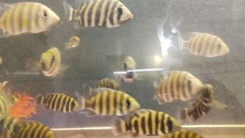 Checklet Fish — photo 4