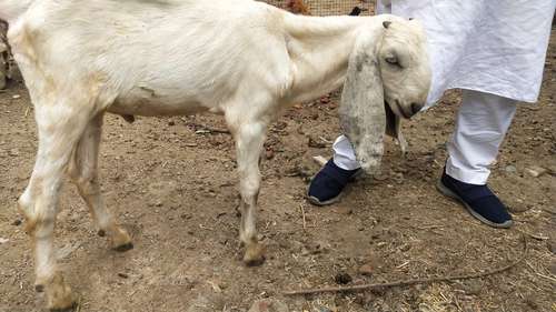 Beetal Goat white eyes — photo 4