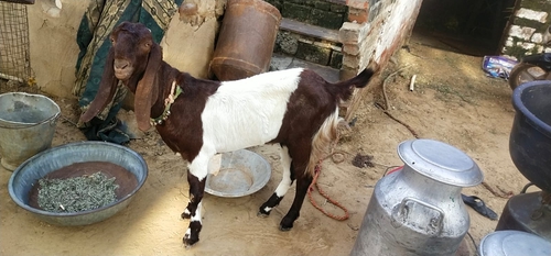 Totapuri Goat