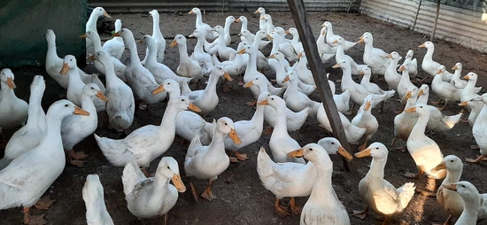 Others — White pekin duck for sale, Rajasthan, India
