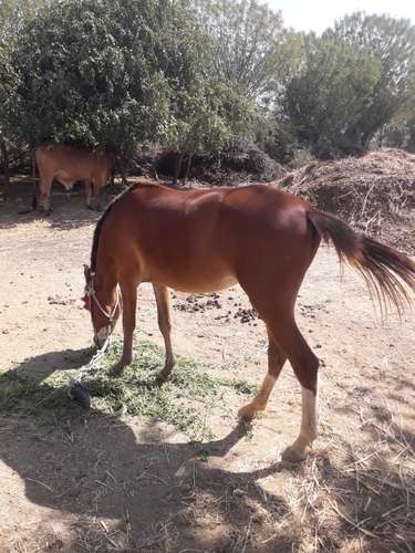 Kathiyawad Horse 🐴 — photo 2