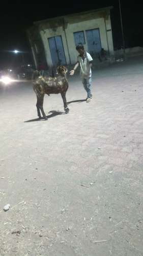 Ajmeja Goat — photo 2