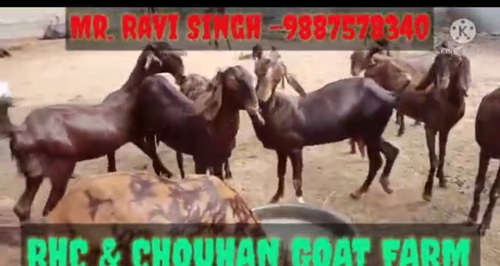 All Breed Goat — photo 2