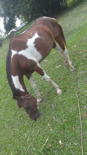 Marwari Mare — photo 3