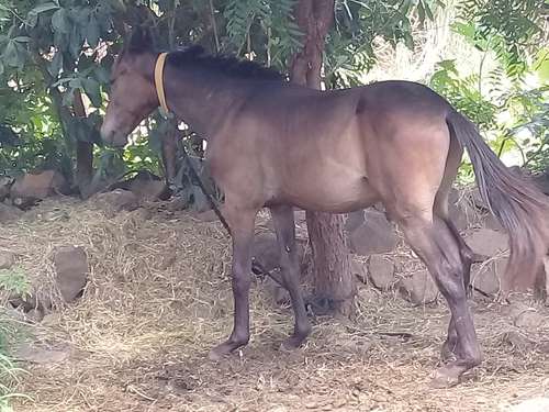 Marwadi Horse 🐎 — photo 2