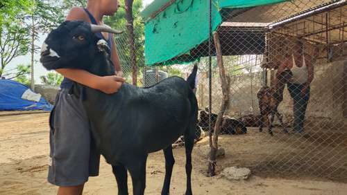 Best price Goat — photo 6