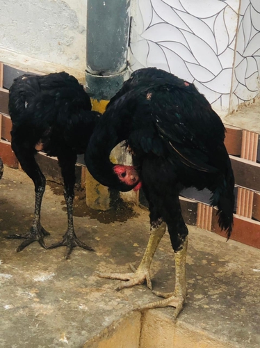 Hen — photo 2