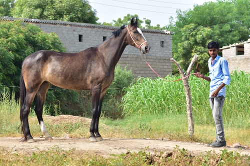 Marwari Mare — photo 3