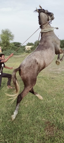 Marwadi Horse 🐎 — photo 2