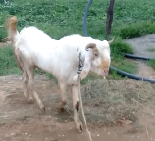 Kota Goat — photo 6