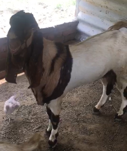 Totapuri Goat